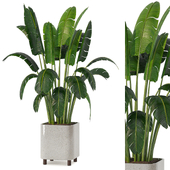 Indoor Plant Set 178
