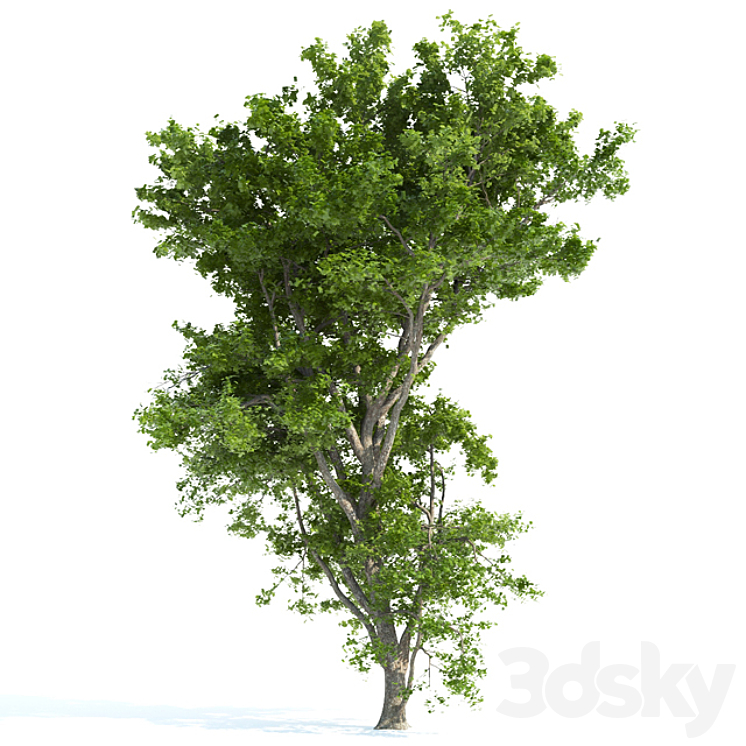 Spring tree_1 - Tree - 3D model