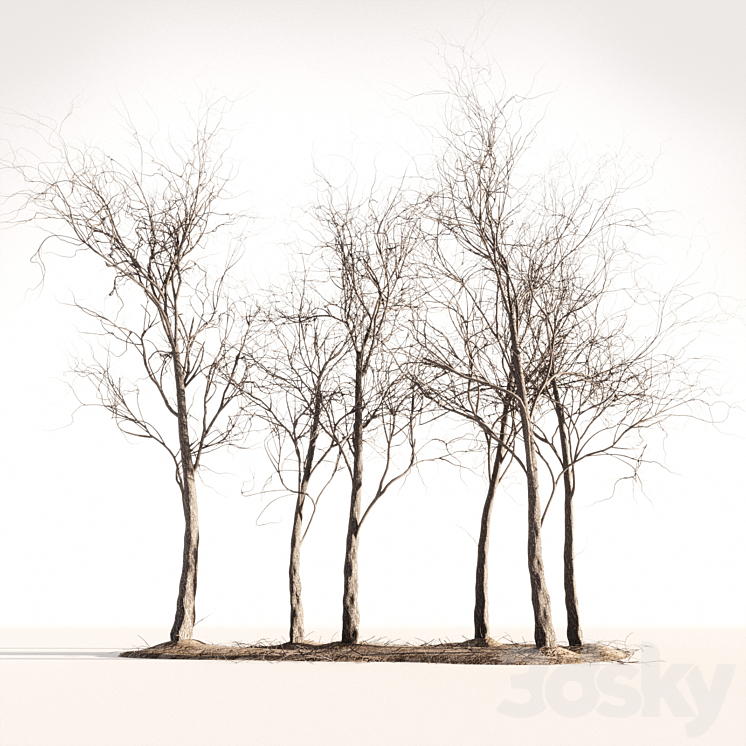 Wood Spring Autumn - Tree - 3D model
