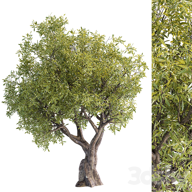Tree Modwl tree 01 - Tree - 3D model