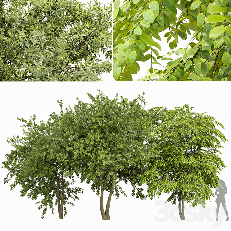 European spring 3Trees - Tree - 3D model