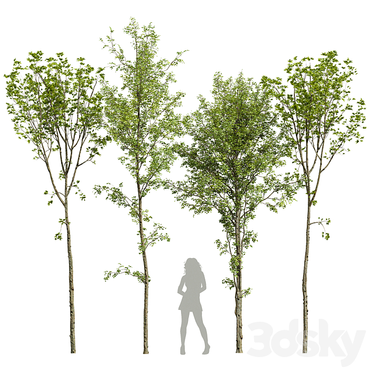 spring trees 03 - Tree - 3D model