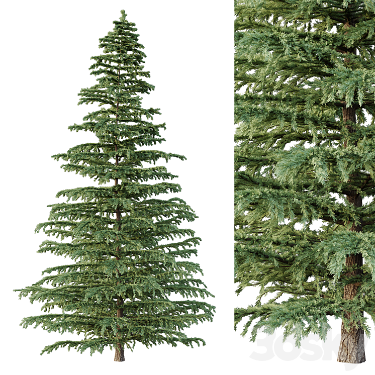Cedrus deodara04 - Tree - 3D model
