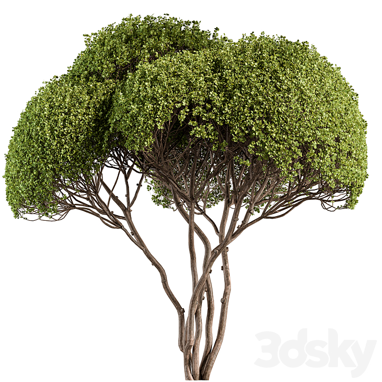 Topiary Ball Tree Set 305 - Tree - 3D model