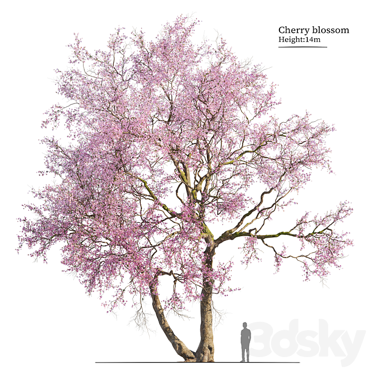 Old cherry blossom 02 - Tree - 3D model