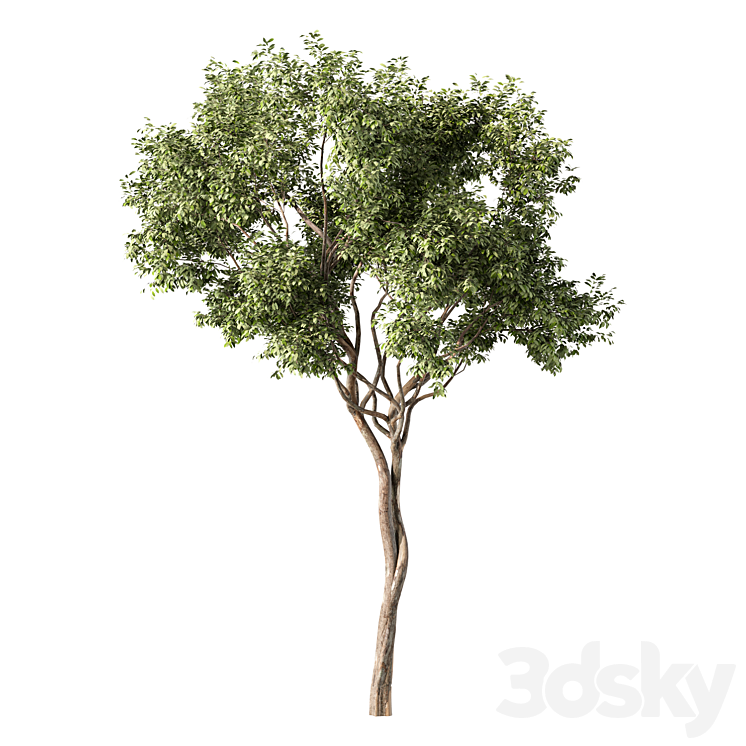 Tree Modwl Tree Set.147 - Tree - 3D model