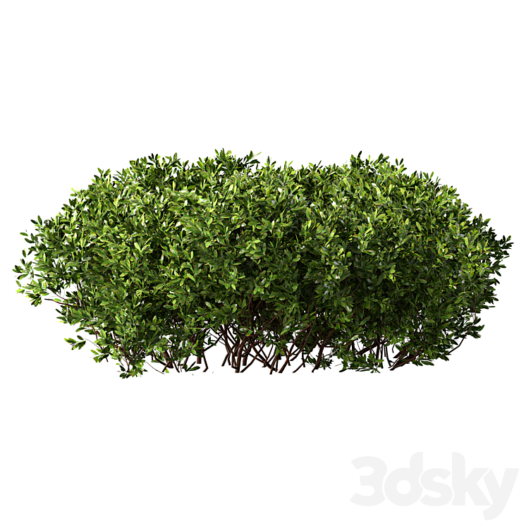 Bush Set.22 - Bush - 3D model