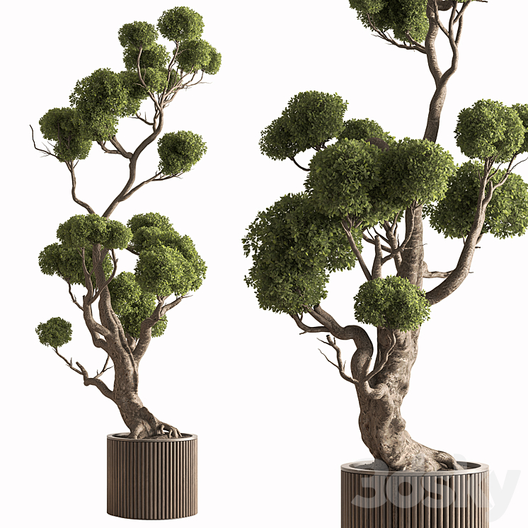 Indoor Plant 897 - Topiary Ball Tree - Indoor - 3D model