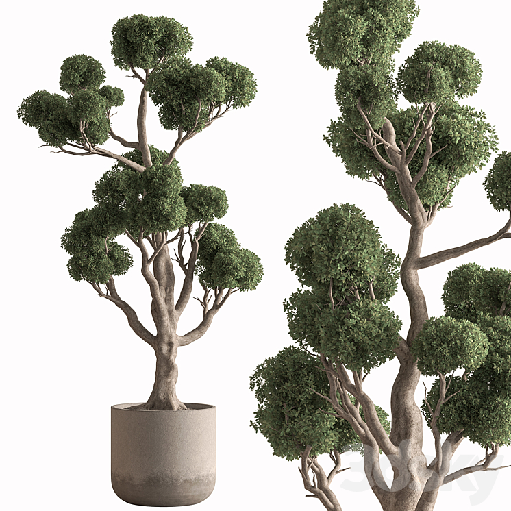 Outdoor Plant 693 - Topiary Ball Tree - Outdoor - 3D model