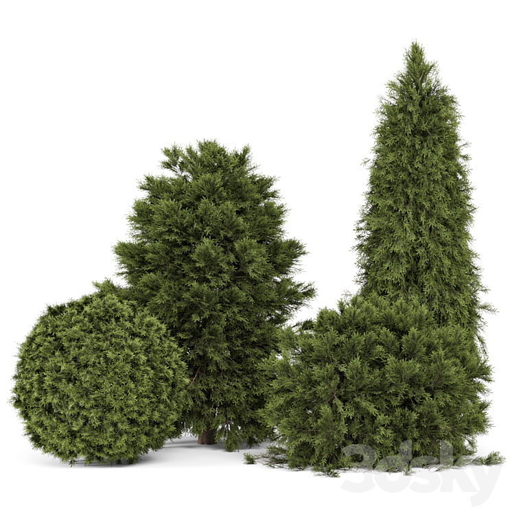 Outdoor Plants Pine Bush and Tree_Bush Set 3031 - Bush - 3D model