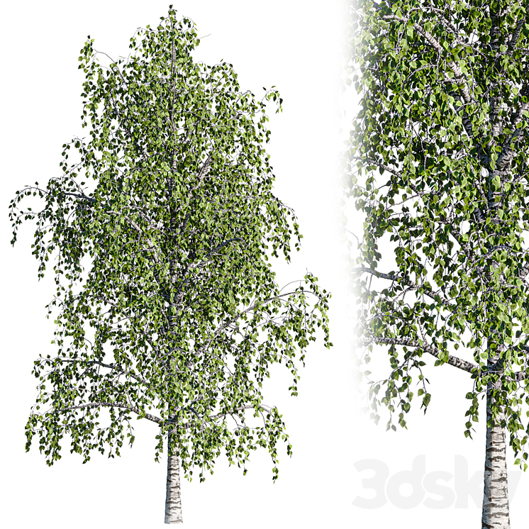 Birch 13m - 10m - Tree - 3D model
