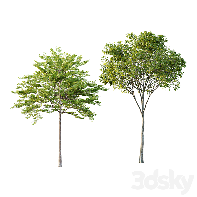 Different Trees 23 - Tree - 3D model