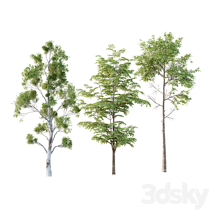 Different Tree Model Different Trees 43 - Tree - 3D model