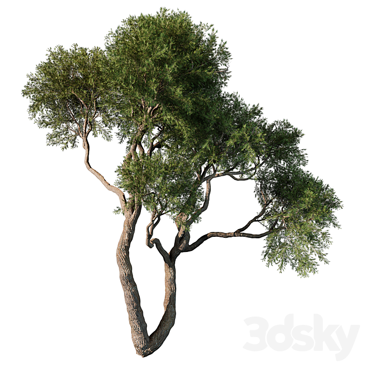 Tree Modwl tree vol 57 - Tree - 3D model